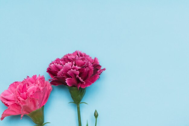 Pink carnation flower on blue backgrounds