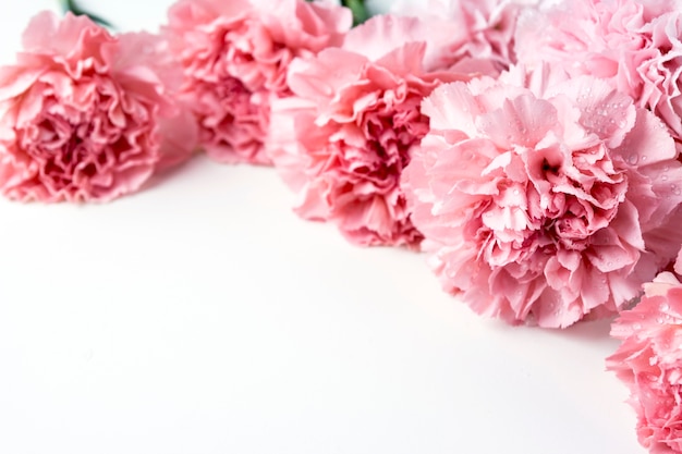 Pink carnation flower on white background 