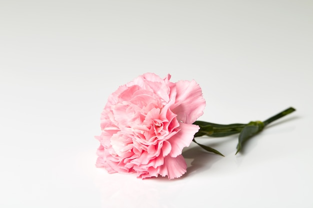 Pink carnation flower on white