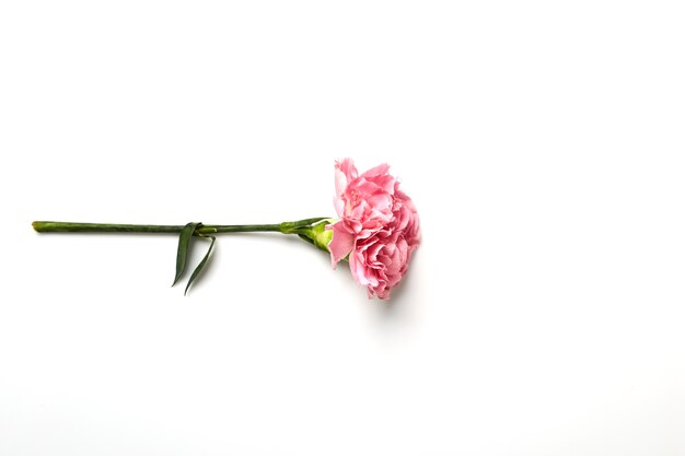 Pink carnation flower on white