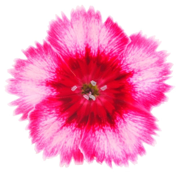 Pink Carnation Flower