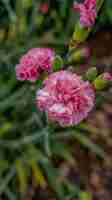 Photo pink carnation flowers growing in a garden