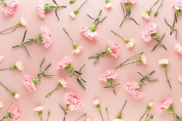 Pink carnation flowers on pastel background