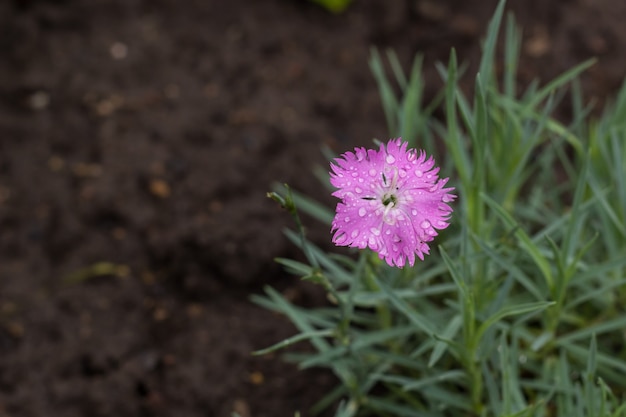 Розовые цветы гвоздики в летнем саду. Dianthus caryophyllus.