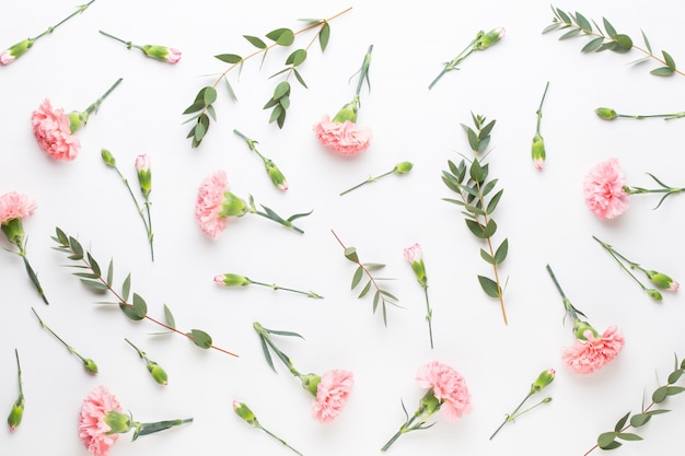 Pink carnation flowers on white