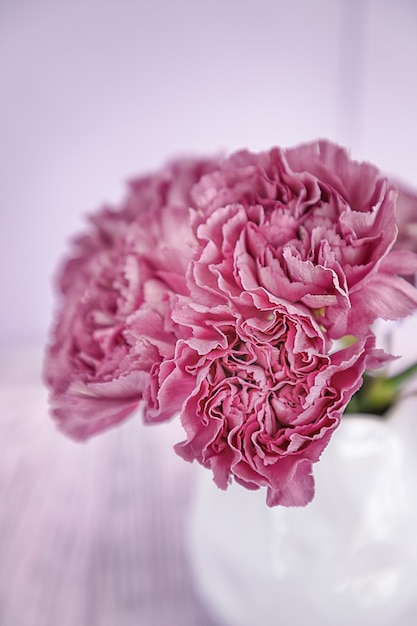 핑크 카네이션 꽃
