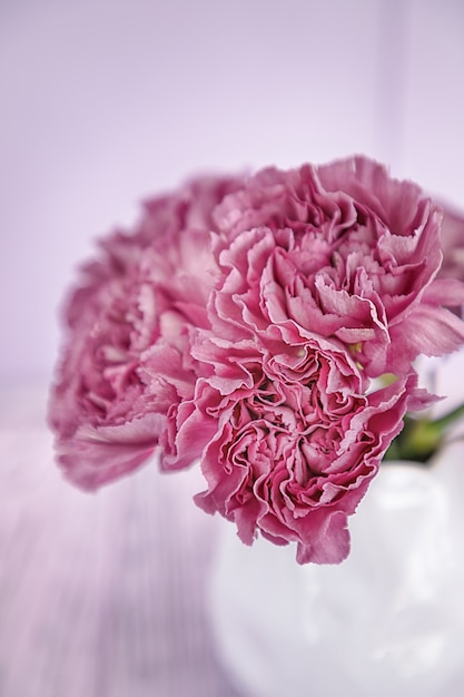 Pink carnation flowers