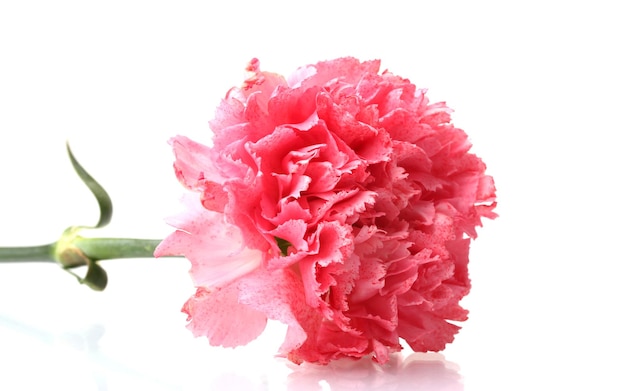 Pink carnation isolated on white