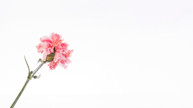 Pink carnation over white background