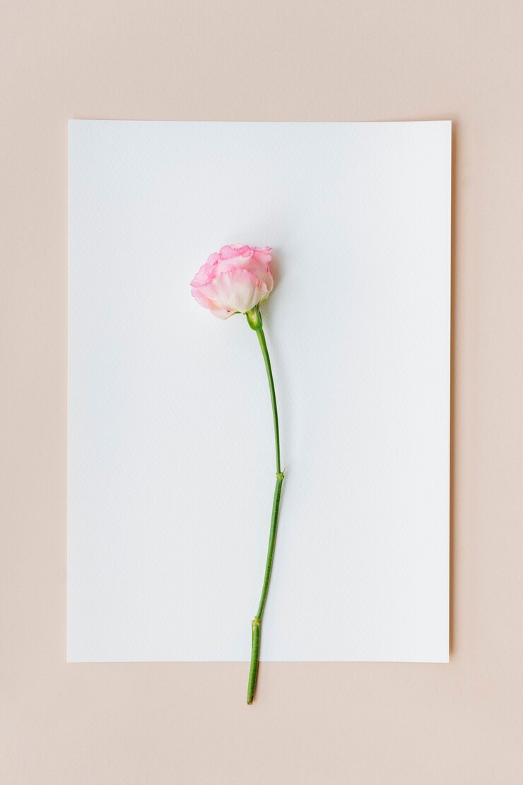 Photo pink carnation on a white paper