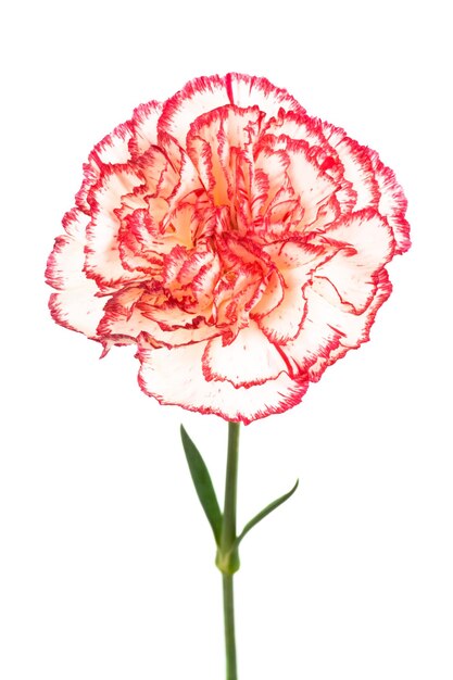 Pink carnation