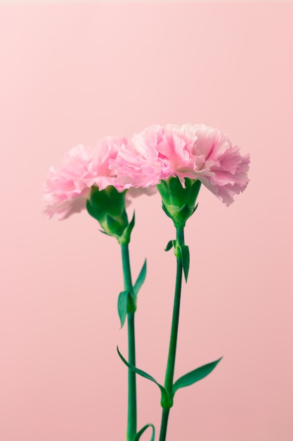 pink carnation