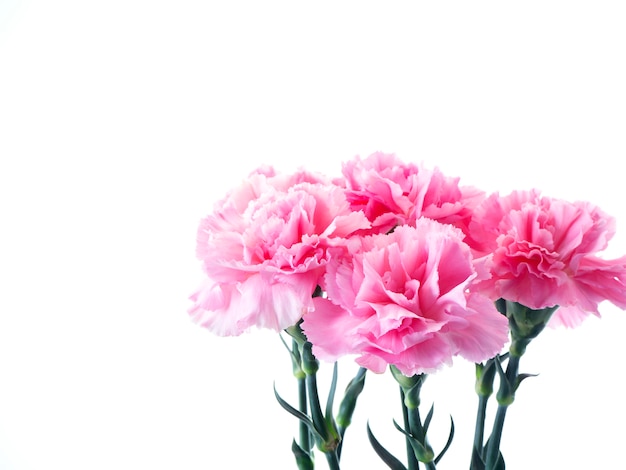 Pink carnations flower for Mother's day 