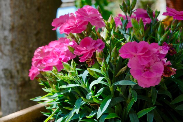 시골 정원에서 자라는 핑크 카네이션 아름다운 봄 정원 꽃과 복고풍 배경
