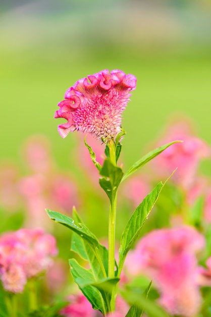 Pink Celosia argentea