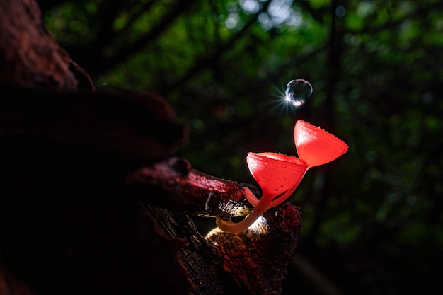 写真 森の中の水滴とピンクのシャンパンカップキノコ