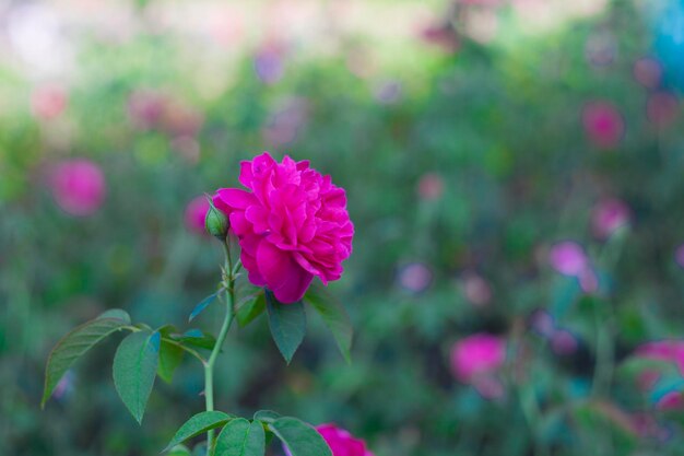 Pink cherry blossom against the blue sky viet nam creates a big picure mix in green and pink