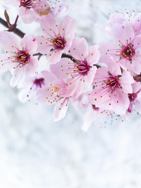Pink cherry blossom background with copy space Cherry tree branch in bloom