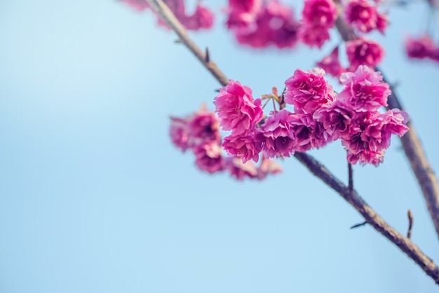 春に美しいピンクの桜