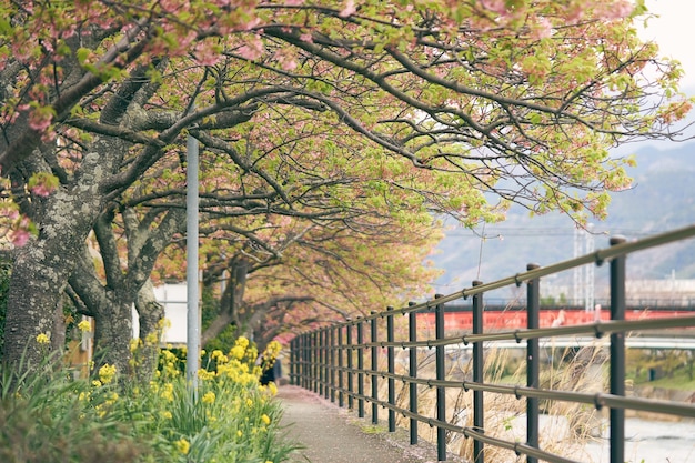 Pink cherry blossom(Cherry blossom, Japanese flowering cherry) 