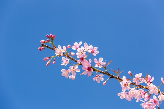 pink cherry blossom in clear blue sky