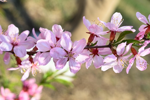 Pink cherry blossom closeuppink cherry blossom closeup