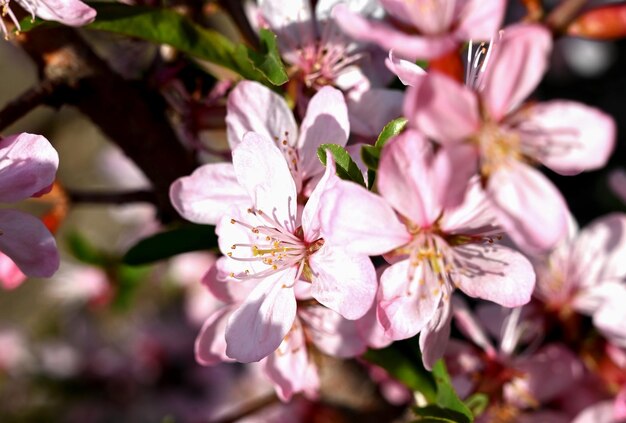 Pink cherry blossom closeuppink cherry blossom closeup