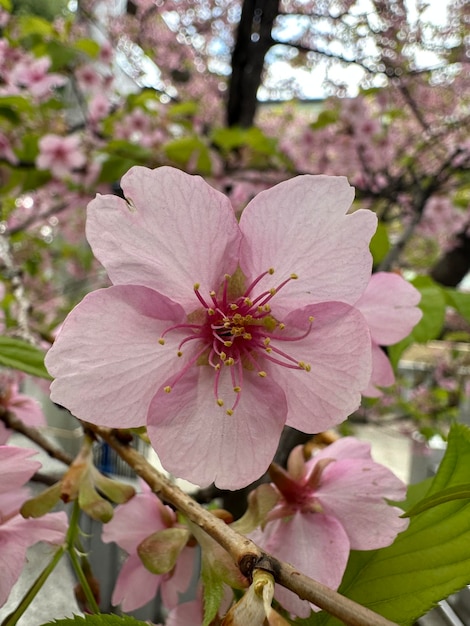 Photo pink cherry blossom flower