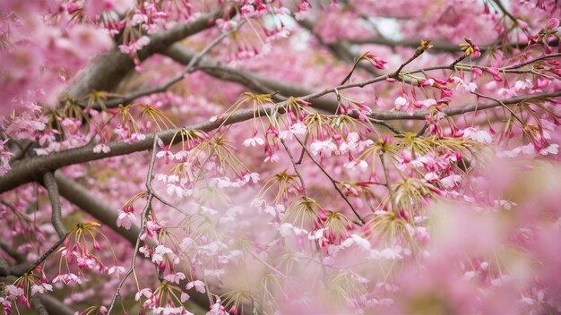 Pink cherry blossom flowers blooming on a tree