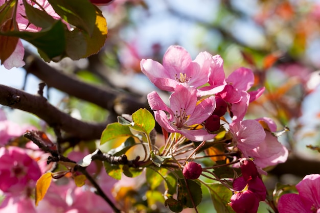 春のピンクの桜の花