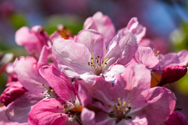 Pink cherry blossom flowers in spring