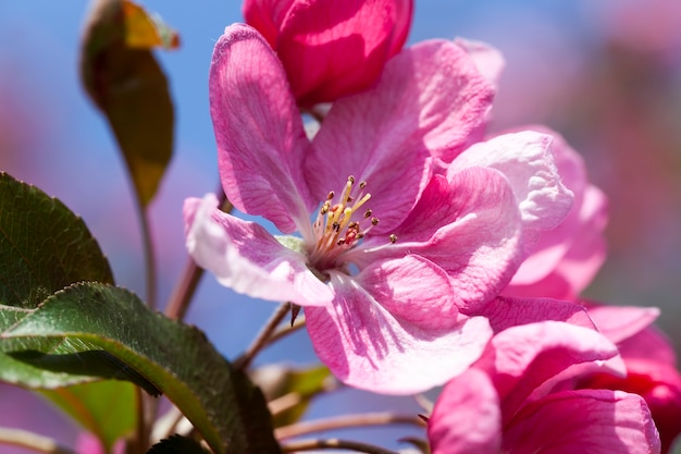 Pink cherry blossom flowers in spring