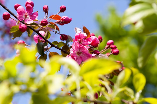 Pink cherry blossom flowers in spring