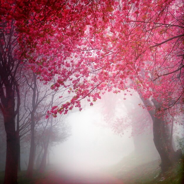 Foto percorso rosa dei fiori di ciliegio attraverso una bella strada in una giornata nebbiosa