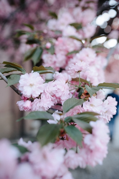 Pink cherry blossom petals on ground