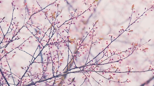 Pink cherry blossom or plum flowers blooming on tree branch of a blossoming cherry plum