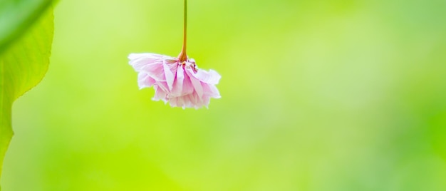 Photo pink cherry blossom sakura flower in the sun cherry blossom or sakura flowers on blurred