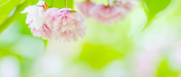 Foto fiore di ciliegio rosa fiore di sakura al sole fiore di ciliegio o fiori di sakura sfocati