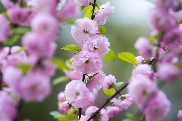 Pink cherry blossom or sakura flower with blue sky