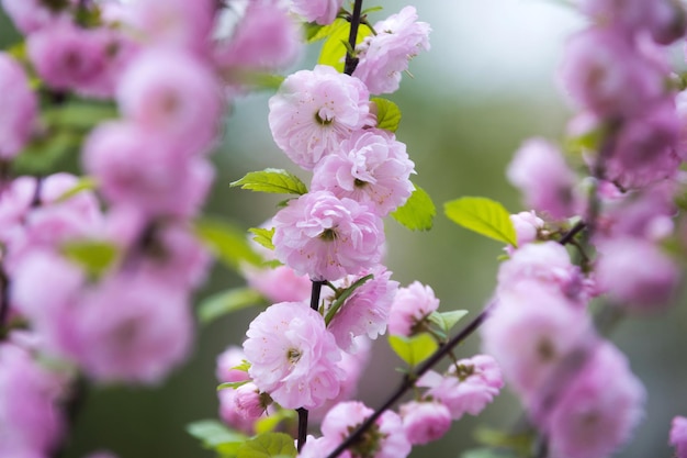 ピンクの桜または青い空と桜の花