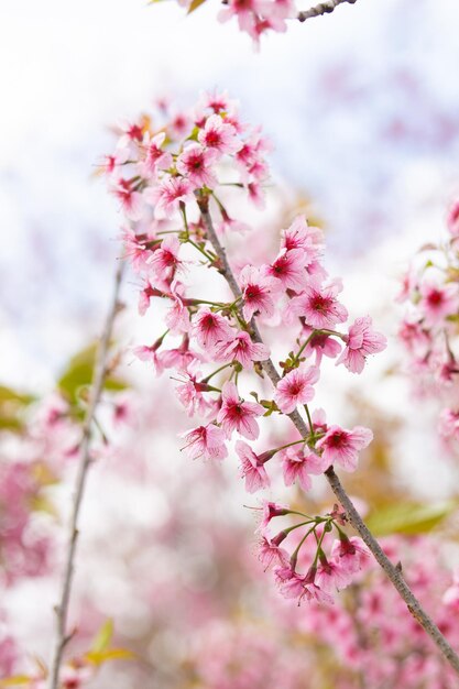 Foto fiore di ciliegio rosa o fiore di sakura