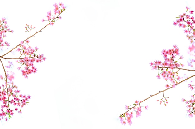 핑크 벚꽃, 사쿠라 꽃 흰색 배경에 고립