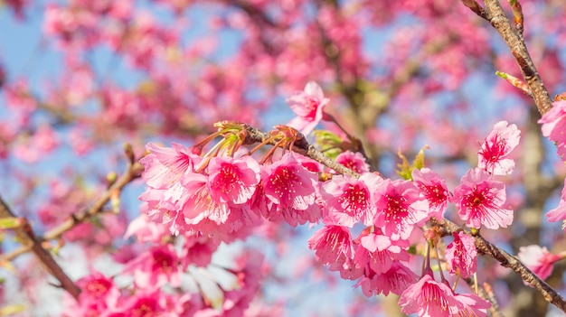 Fiore di ciliegio rosa (sakura) in un giardino.