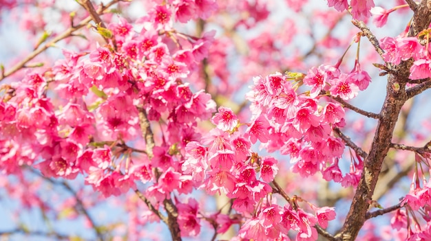 Pink cherry blossom (sakura) in a garden.