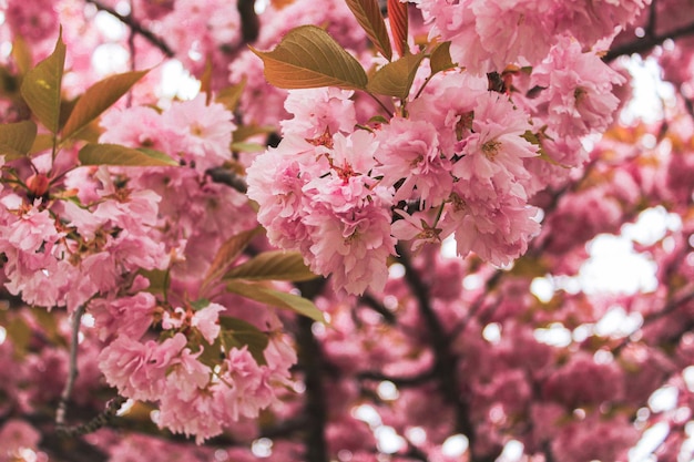 春のピンクの桜