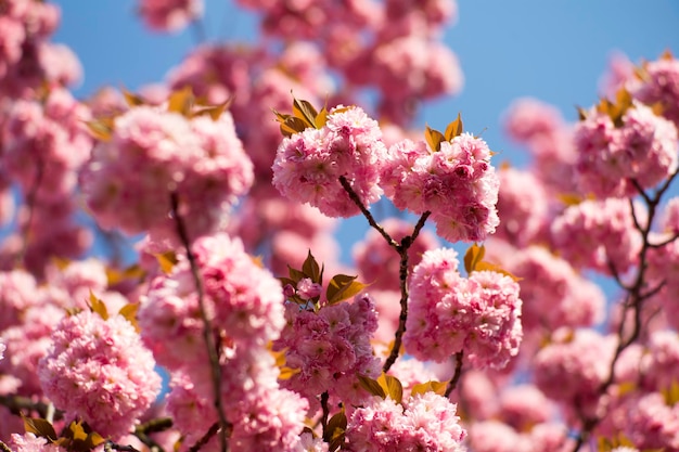 ピンクの桜