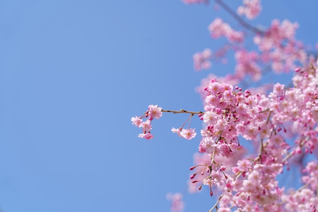 Фото Розовая вишняцветение вишни японская цветущая вишня на дереве сакуры цветы сакуры являются представителями японских цветов основная часть зимнего перевала я люблю всех
