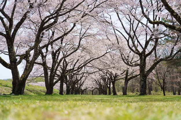 写真 ピンクの桜桜 桜の木に咲く日本の桜 桜の花は日本の花の代表です 冬のパスの主要部分 私は皆を愛しています