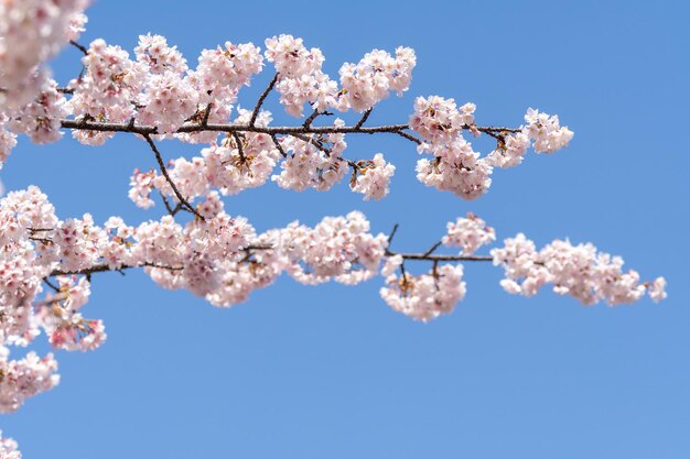 写真 ピンクの桜 桜の花 桜の木の桜の花 日本の桜は日本の花を代表する桜の花です 冬のパスの主な部分 私はみんなを愛しています