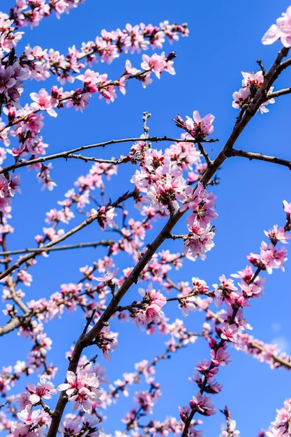 ピンクの桜の都市公園